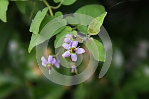 Solanum lyratumÂ 